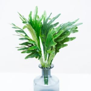 GREEN PLANT 3636